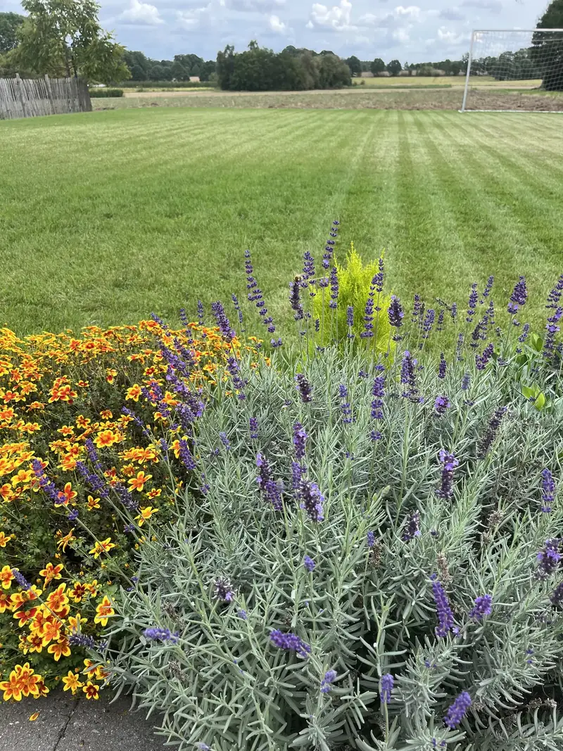 Gestreept gazon met bloemborders van lavendel en afrikaantjes