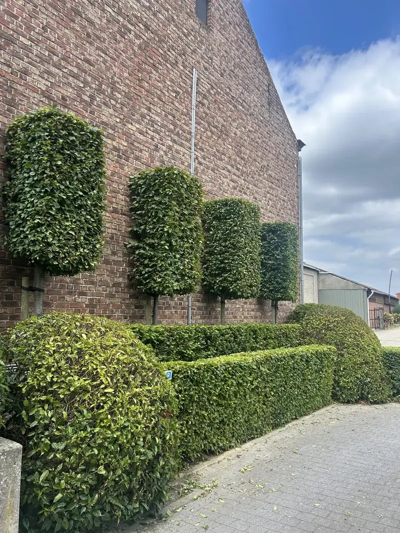 Leibomen en hagen snoeien voor bedrijven